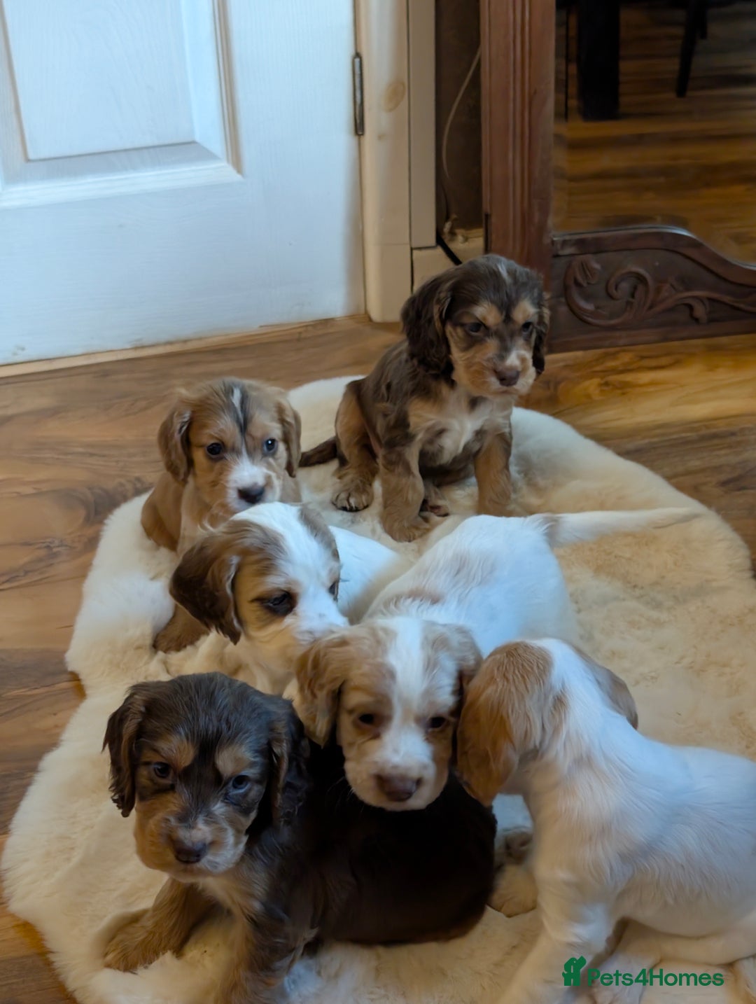 Cocker Spaniel dogs for sale: Beautiful cocker spaniel pups  - Image 8