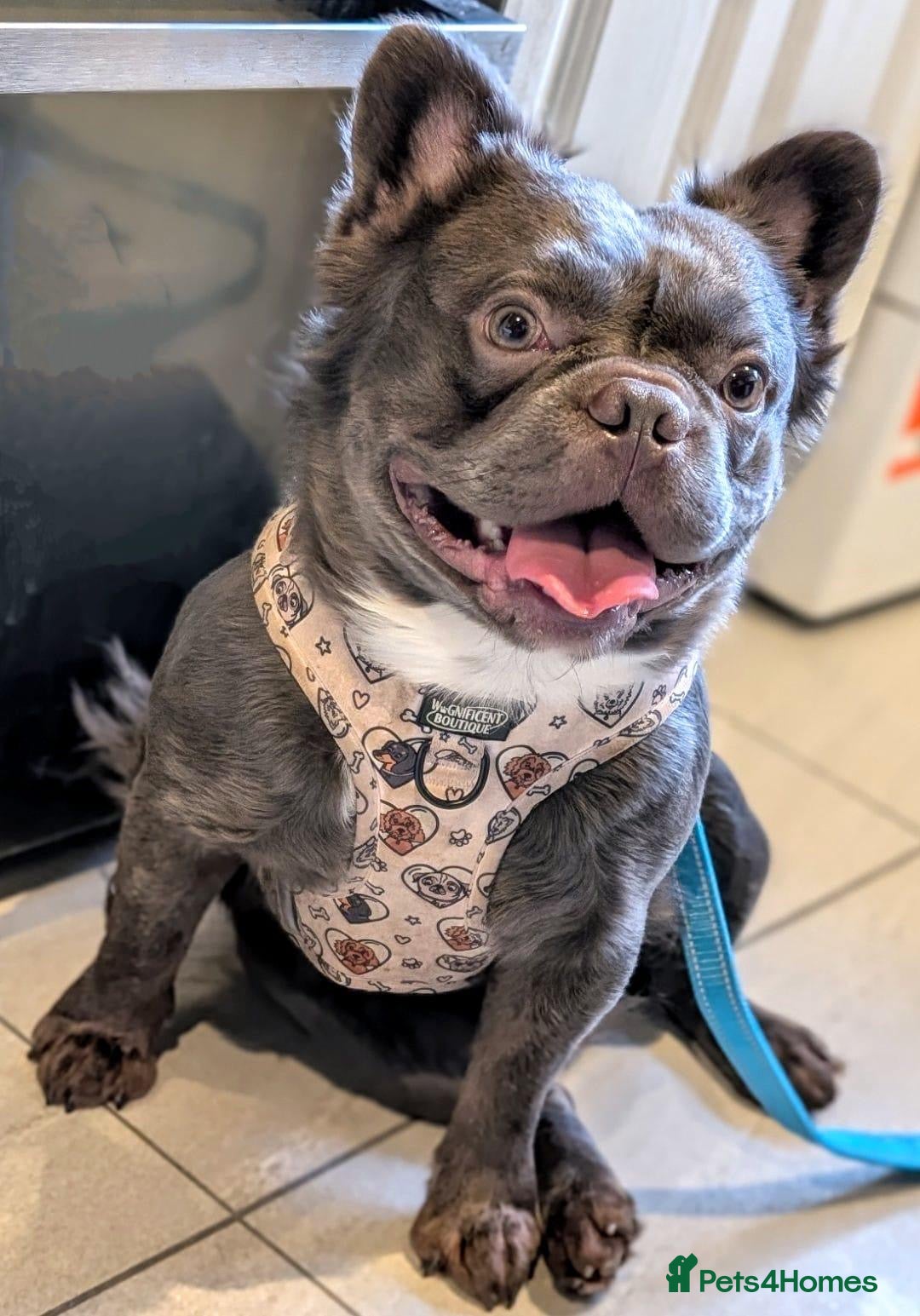 French Bulldog dogs for sale: fluffy carrier French bulldog girls  - Image 20
