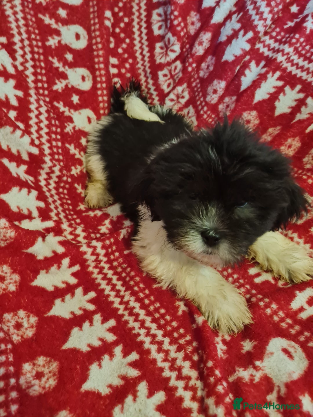 Mixed Breed dogs for sale: Tebetan terrier x shih tzu  - Image 12