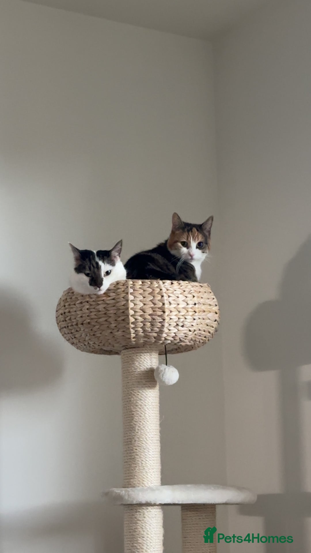 Domestic Shorthair cats for sale: Nala (5) & Kiara (1) - Advert 8