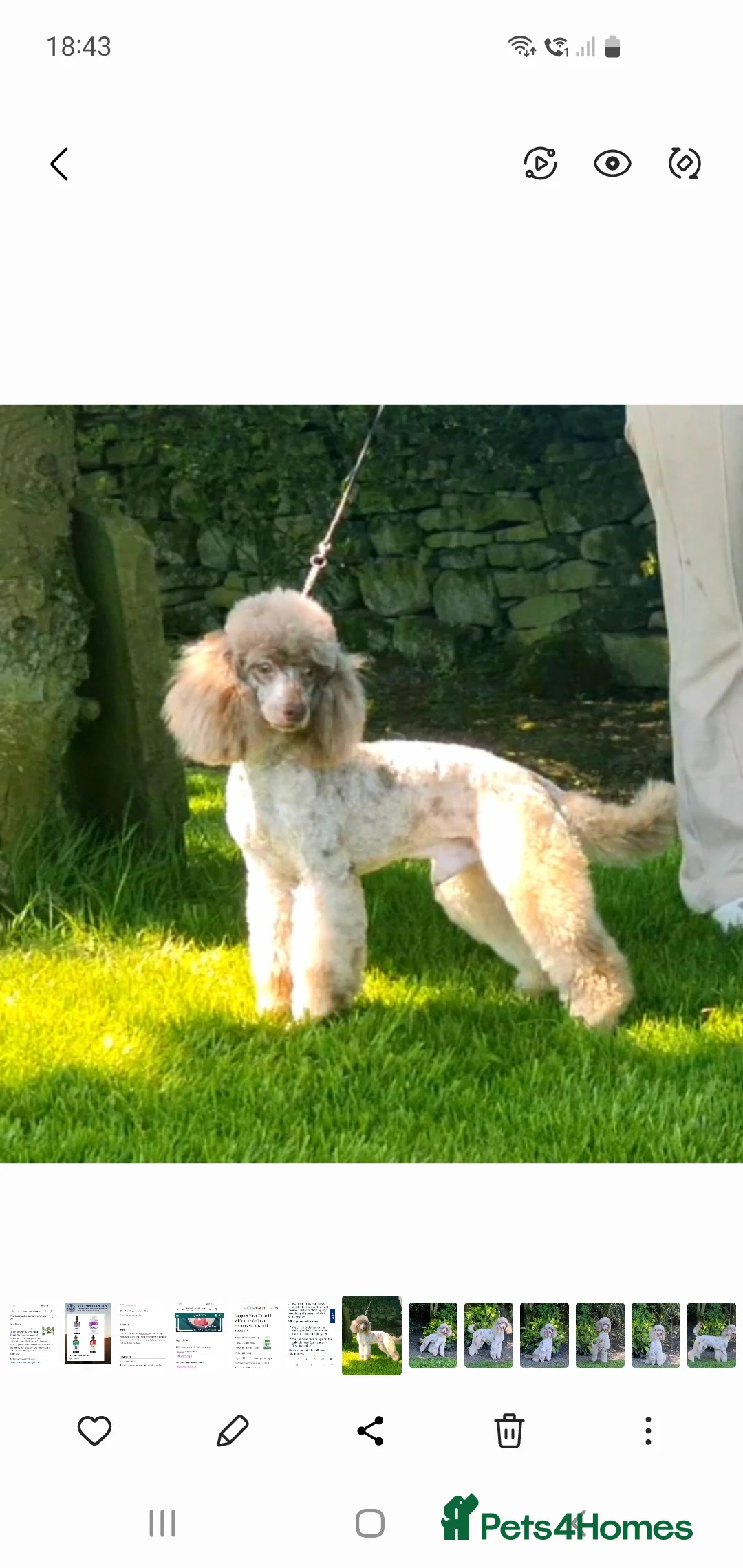 Poodle dogs for stud:  CHCHOCOLATE MERLE POODLE CARRYING PARTI in Todmorden - Advert 4