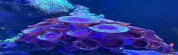 Other/Mixed Breed fish for sale: Marine  set tank shut down  - Advert 14