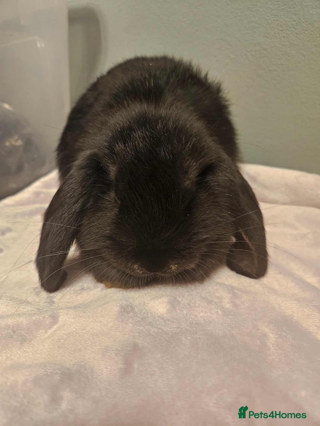 French Lop rabbits for sale: French lop ** last one left** - Advert 10