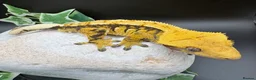 Gecko reptiles for sale: Crested geckos  - Advert 10