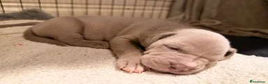 Puppy 4