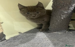 Mixed Breed cats for sale: ONE LEFT READY NOW - Image 4