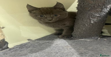 Mixed Breed cats - Advert 12