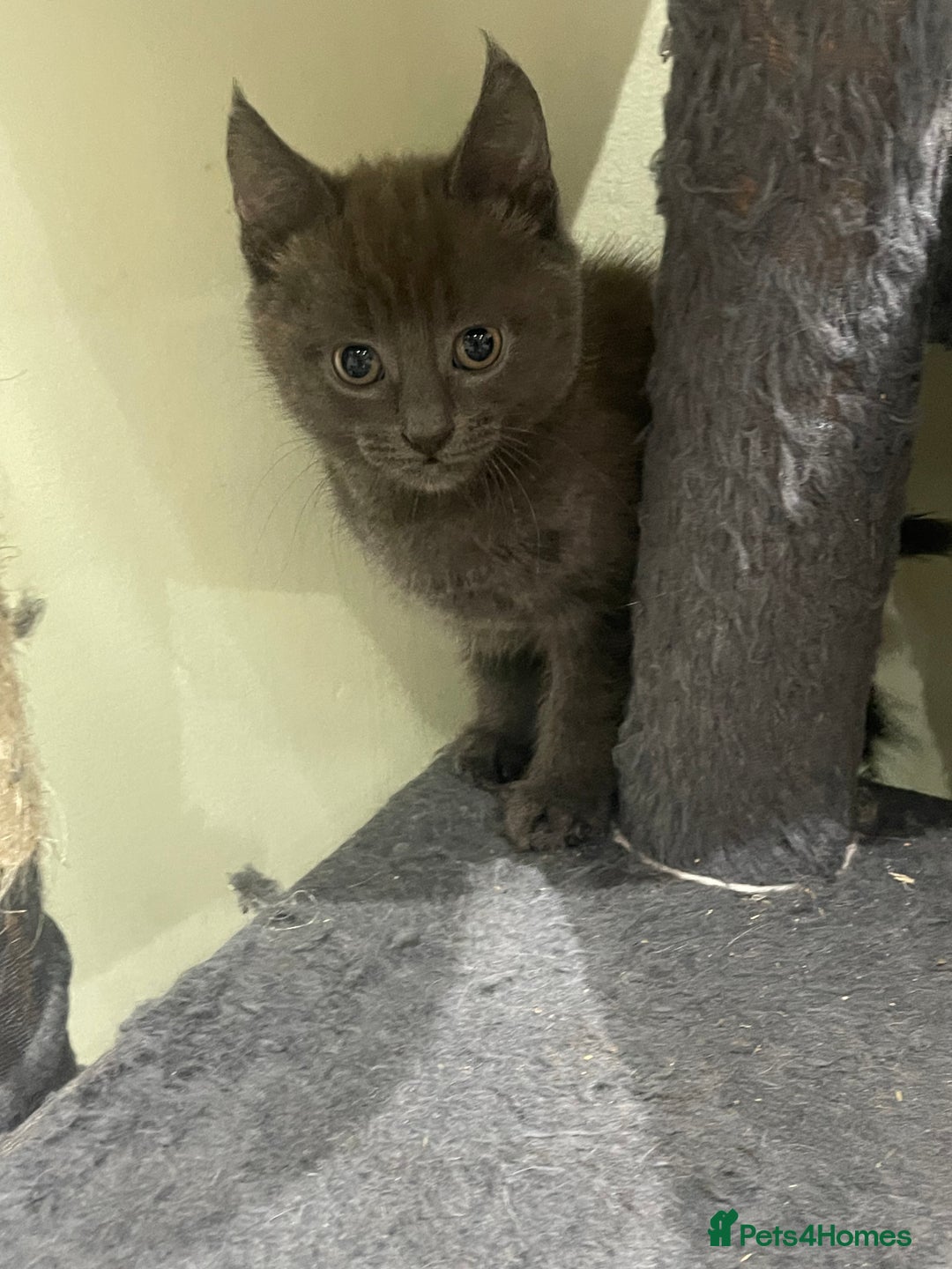 Mixed Breed cats for sale: ONE LEFT READY NOW - Image 4