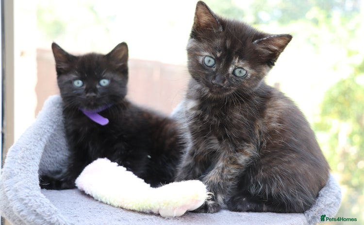 Mixed Breed cats - Advert 2