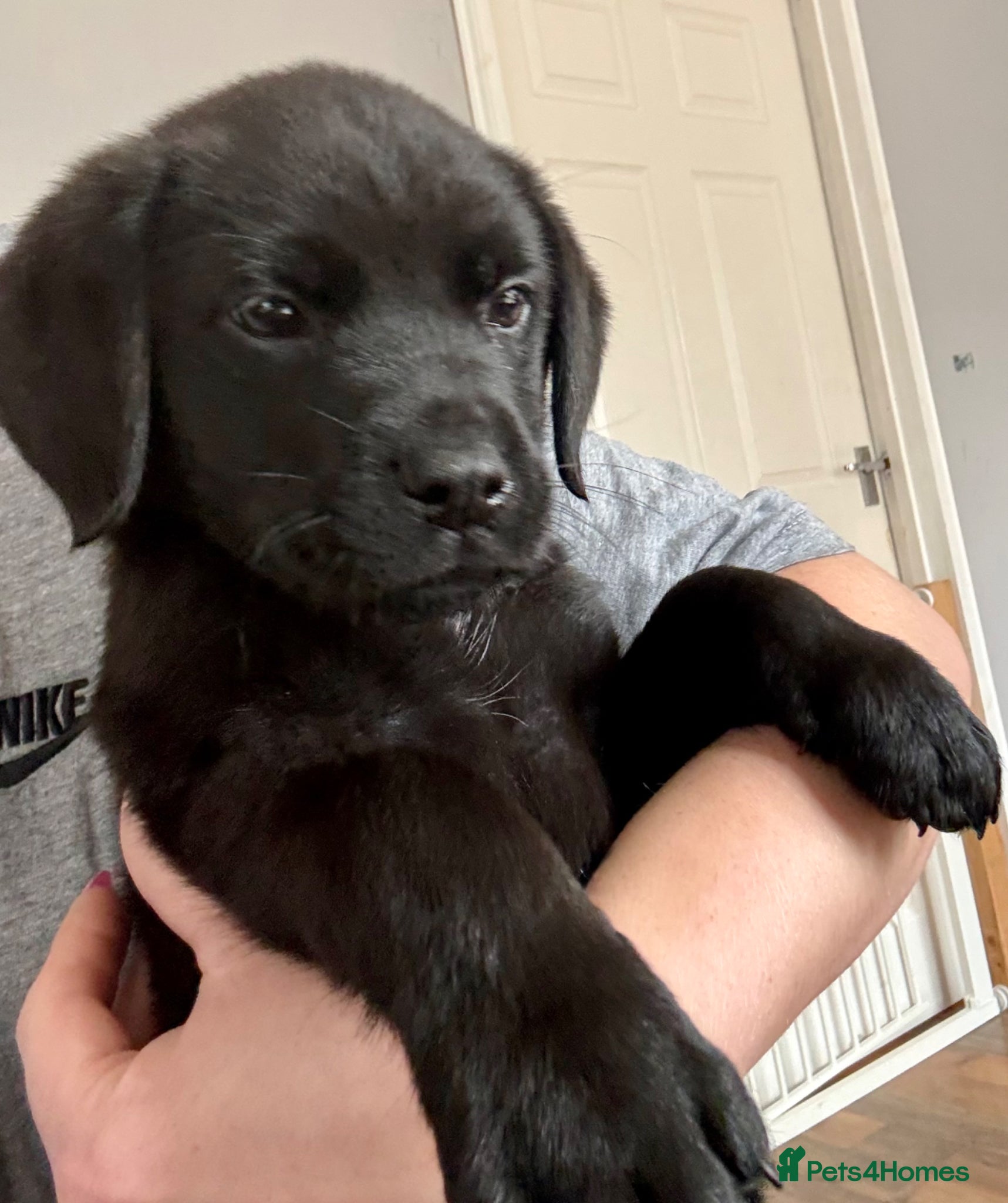 Mixed Breed dogs Mastador PICK OF THE LITTER  - Advert 2