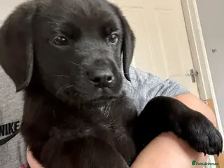 Mixed Breed dogs Mastador PICK OF THE LITTER - Advert 2