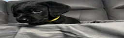 Labrador Retriever dogs for sale: Beautiful KC Labradors - Advert 2