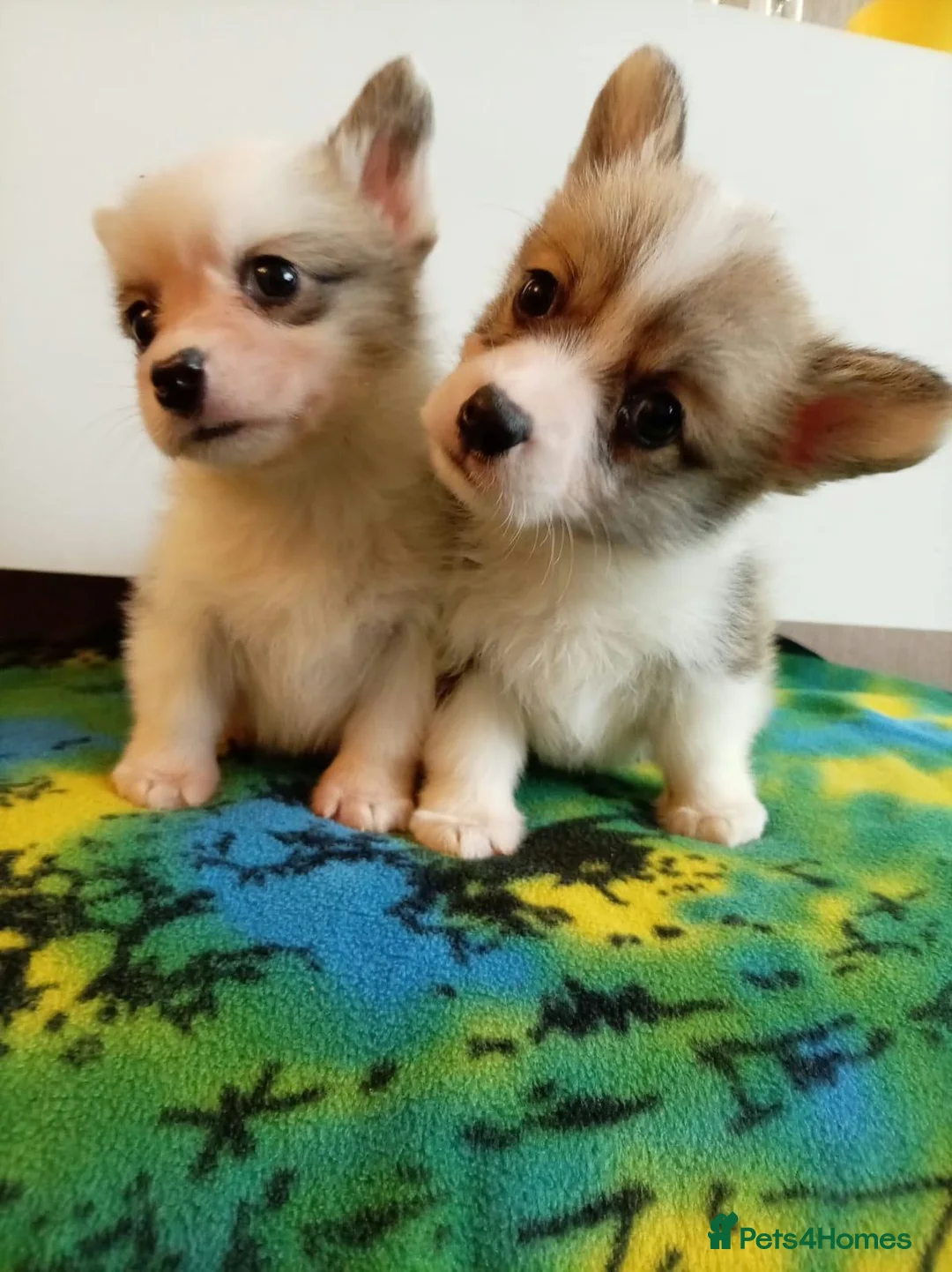 Welsh Corgi Pembroke dogs for sale:   Beautiful corgi babies 🐶 in Barnsley - Advert 1