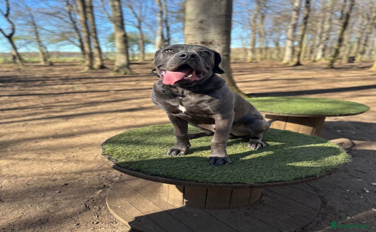 Cane Corso dogs - Advert 2