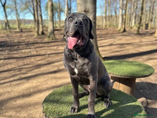 Cane Corso dogs - Advert 16