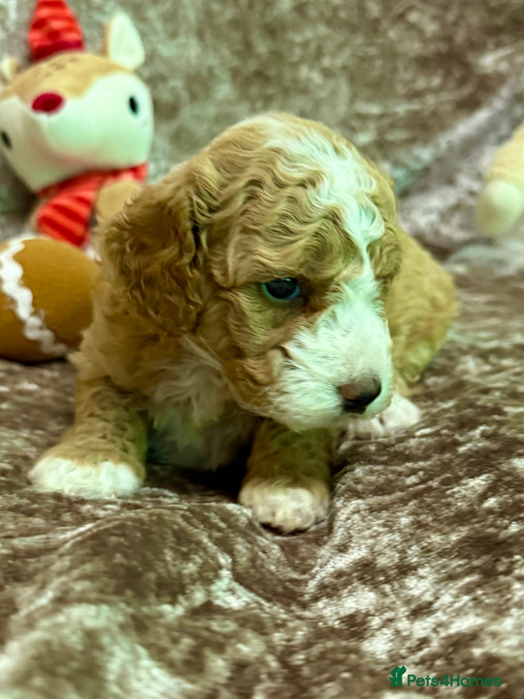 Maltipoo dogs for sale: BEAUTIFUL TEDDY BEAR F1B MALTIPOO BABIES! - Advert 2