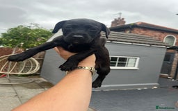 Patterdale Terrier dogs for sale: Patterdale terrier pups  - Image 2