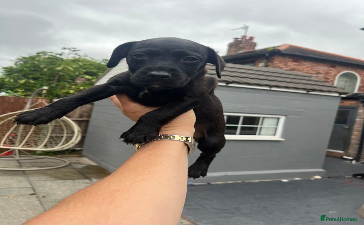 Patterdale Terrier dogs - Advert 1