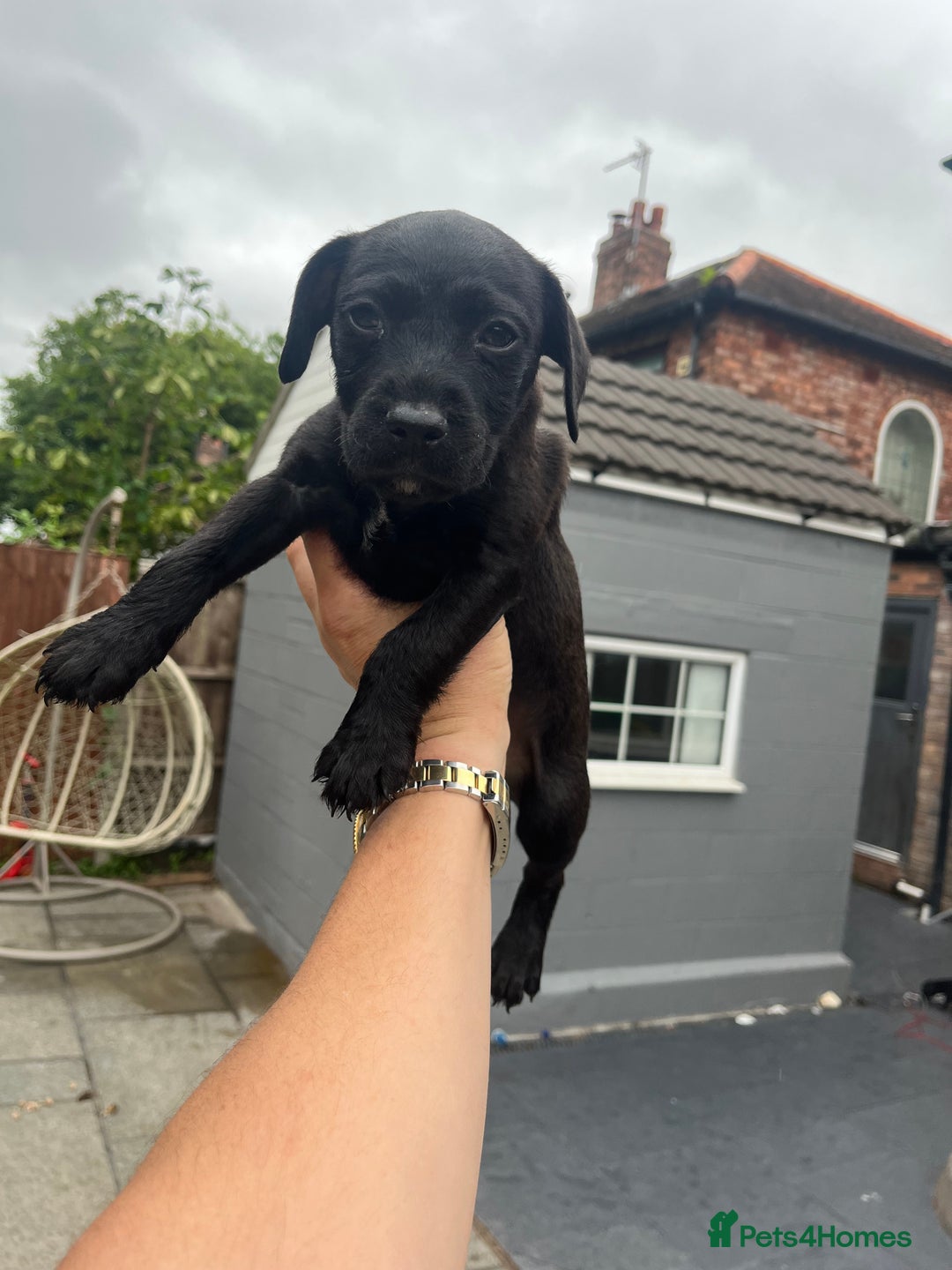 Patterdale Terrier dogs for sale: Patterdale terrier pups  - Image 2