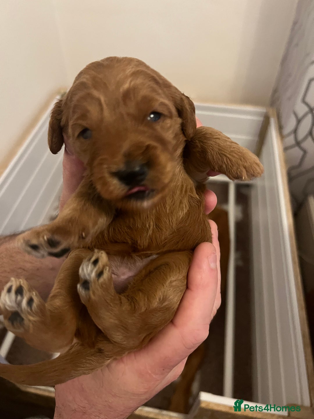 Cockapoo dogs for sale: F1 Cockapoo puppies from health tested parents  - Advert 13