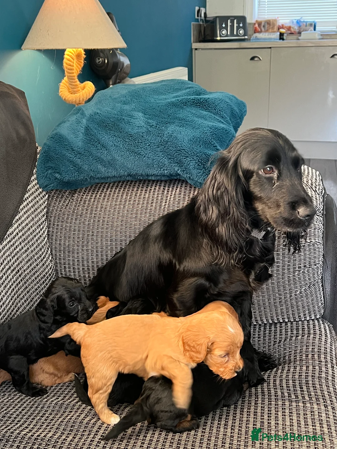 Cockapoo dogs for sale: Adorable F1 cockapoo puppies for sale - Advert 8