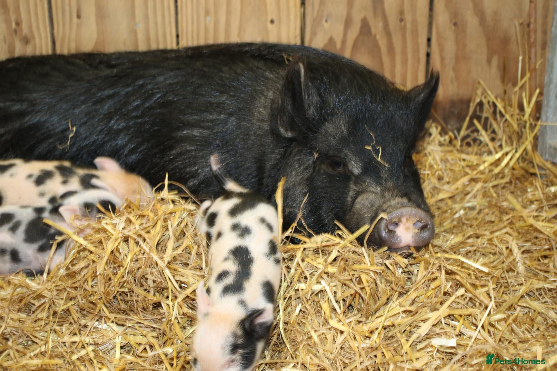 Pig livestock Swedish Pig Looking For Her Forever Home - Advert 5