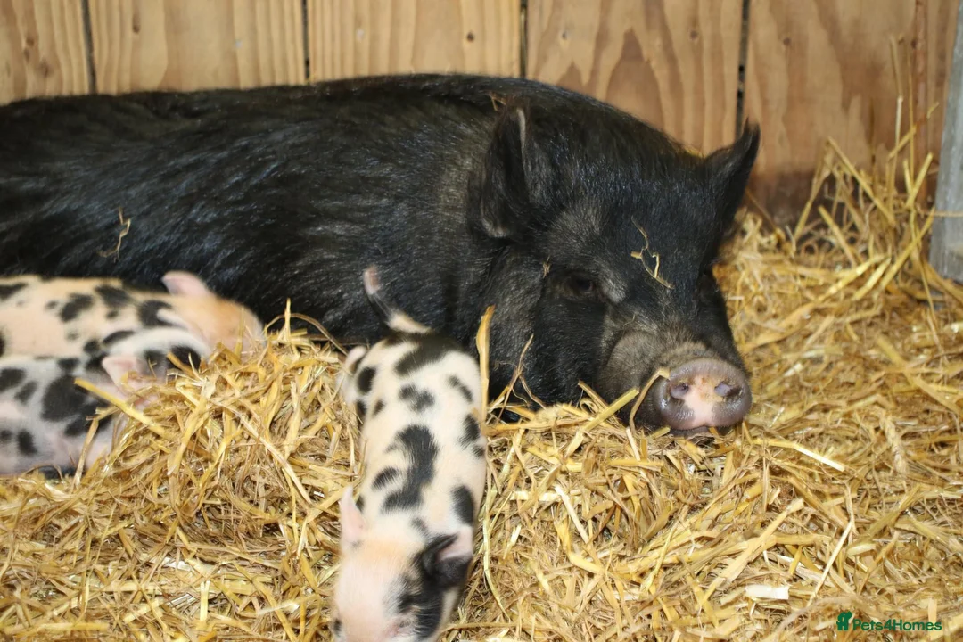 Pig livestock for sale: Swedish Pig Looking For Her Forever Home - Advert 1