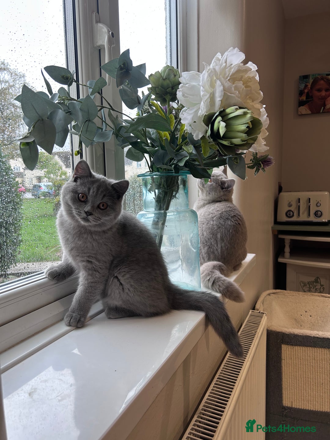 British Shorthair cats for sale: Tica Registered British Shorthairs  - Advert 14