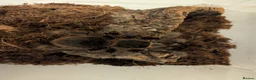 Tarantulas invertebrates for sale: Scarlet birdeater /Lasiodora klugi Tarantula  in Tamworth - Advert 6