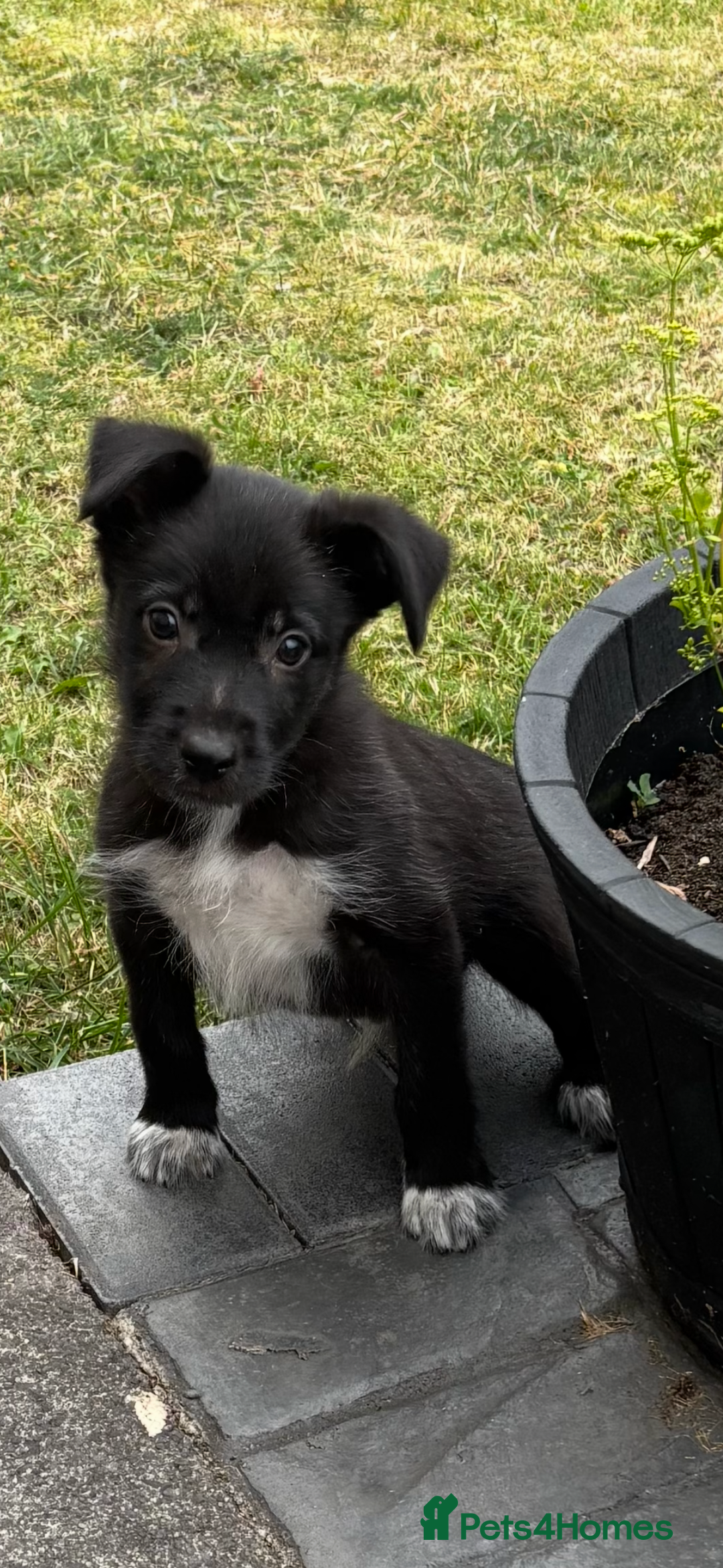 Border Collie dogs for sale: 2 puppies left/1 white Merle and black and white . - Image 14
