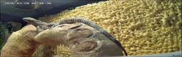 Iguana reptiles for sale: Guatamalan spiny tailed iguana  in Southport - Advert 9