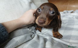 Miniature Dachshund dogs for sale: READY FOR NEW HOME Miniature Dachshund  - Image 5