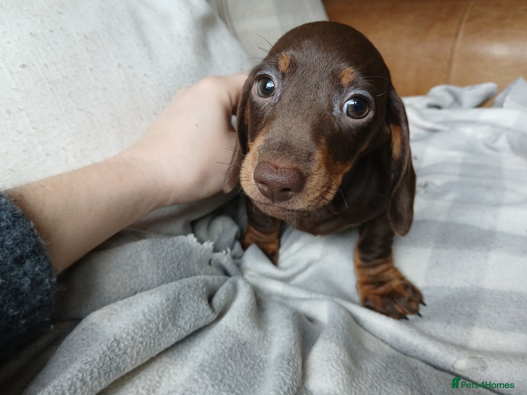 Miniature Dachshund dogs for sale: READY FOR NEW HOME Miniature Dachshund  - Image 5