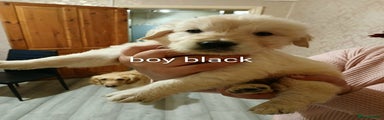 Boy Black