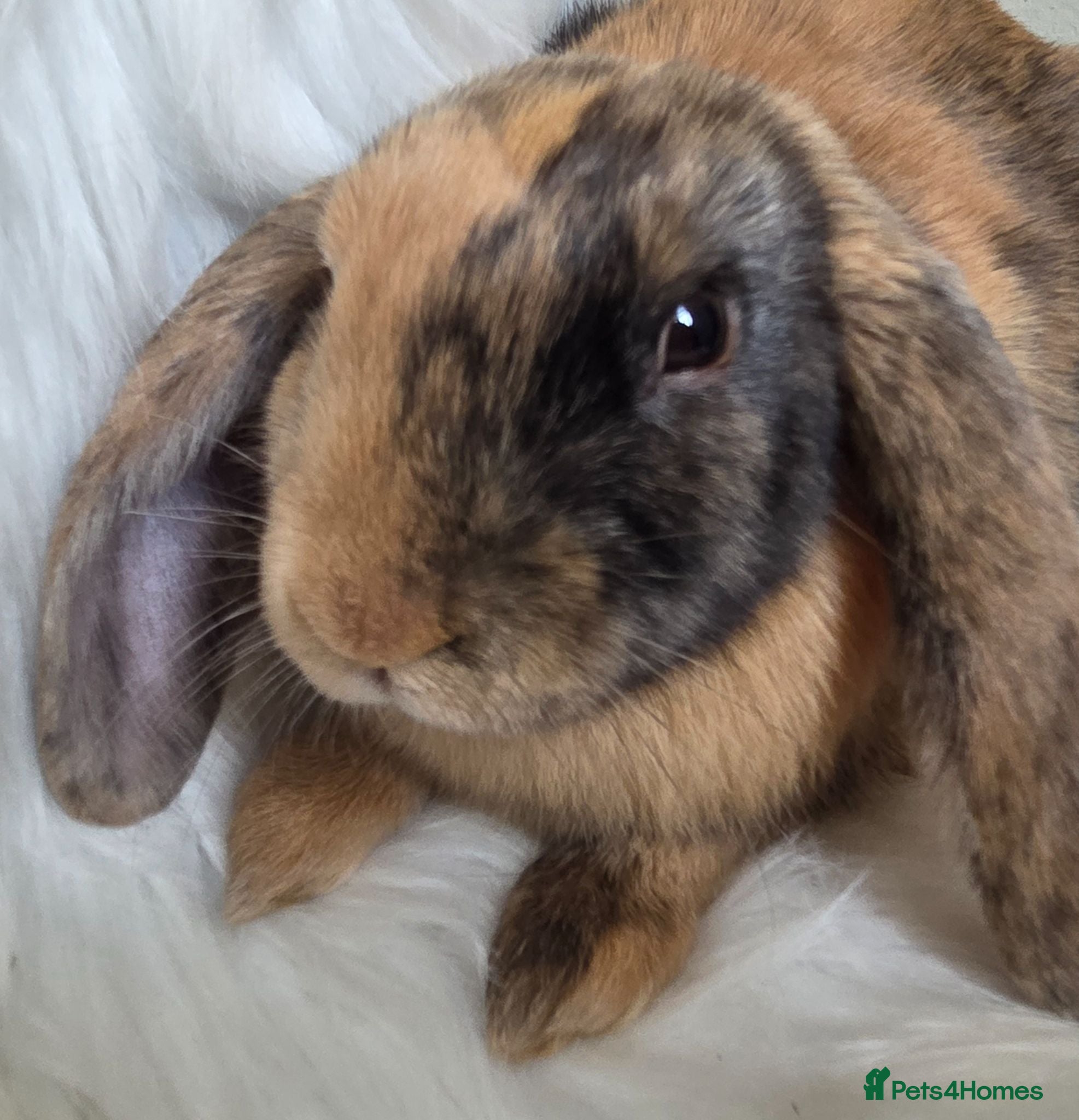 Mini Lop rabbits Beautiful mini lops boys and girls avalible . - Advert 1