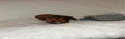 Dachshund dogs for sale: 🐾 Daxie & Chocolate’s Beautiful Puppies ! - Advert 12