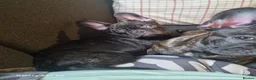 French Bulldog dogs for sale: 7 month old Boy Frenche bulldog - Advert 4