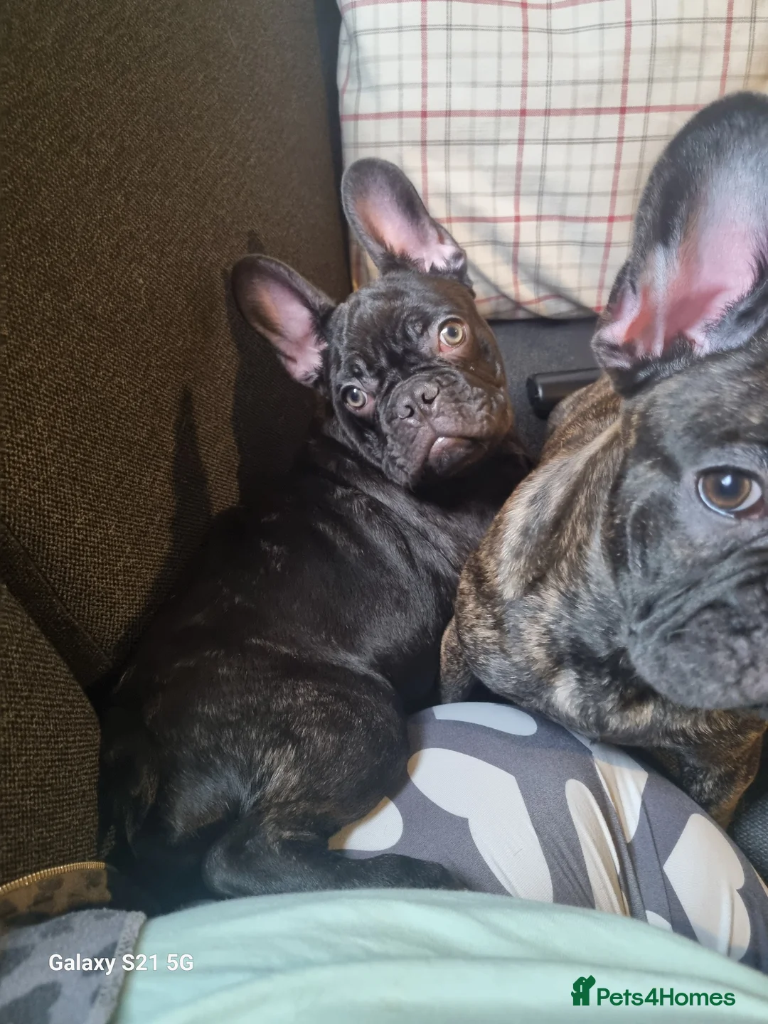 French Bulldog dogs for sale: 7 month old Boy Frenche bulldog - Advert 4