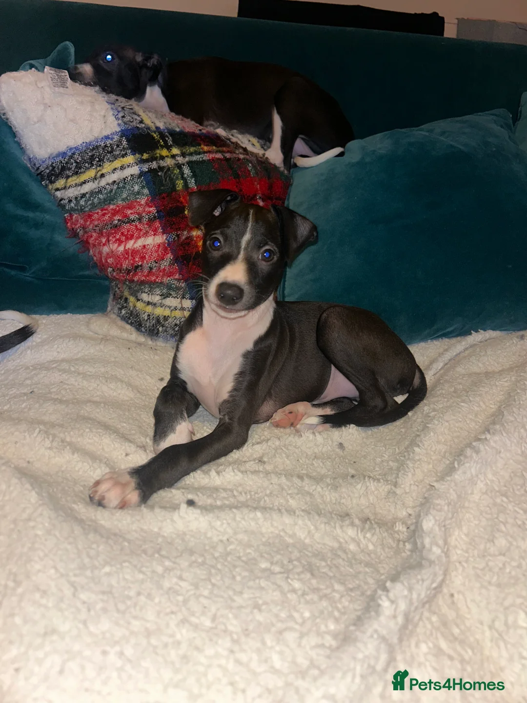 Italian Greyhound dogs for sale: 2 beautiful boy Iggys looking for their new home - Advert 22