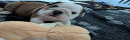 English Bulldog dogs for sale: ✨ CHAMPION SIRED BULLDOG PUPPIES AVAILABLE 🚨🏆 - Advert 12