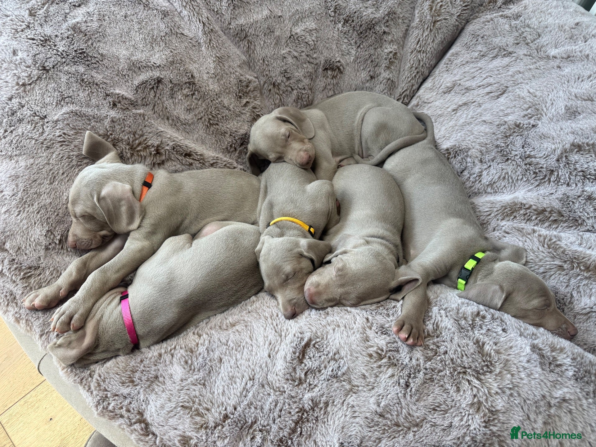Weimaraner dogs Superb Gunalt Bloodlines & Excellent Temperament - Advert 2