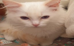 Ragdoll cats for sale: Beautiful GCCF Lilac and Cream Point kittens - Image 1