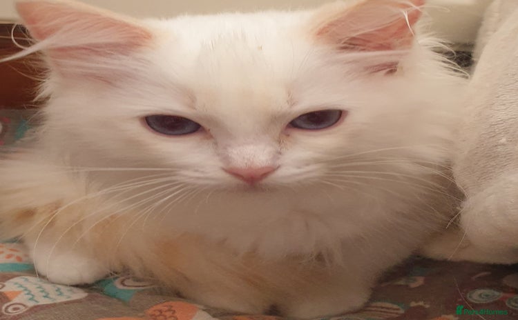 Ragdoll cats - Advert 4