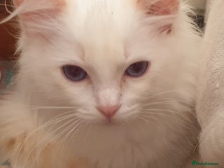 Ragdoll cats - Advert 32