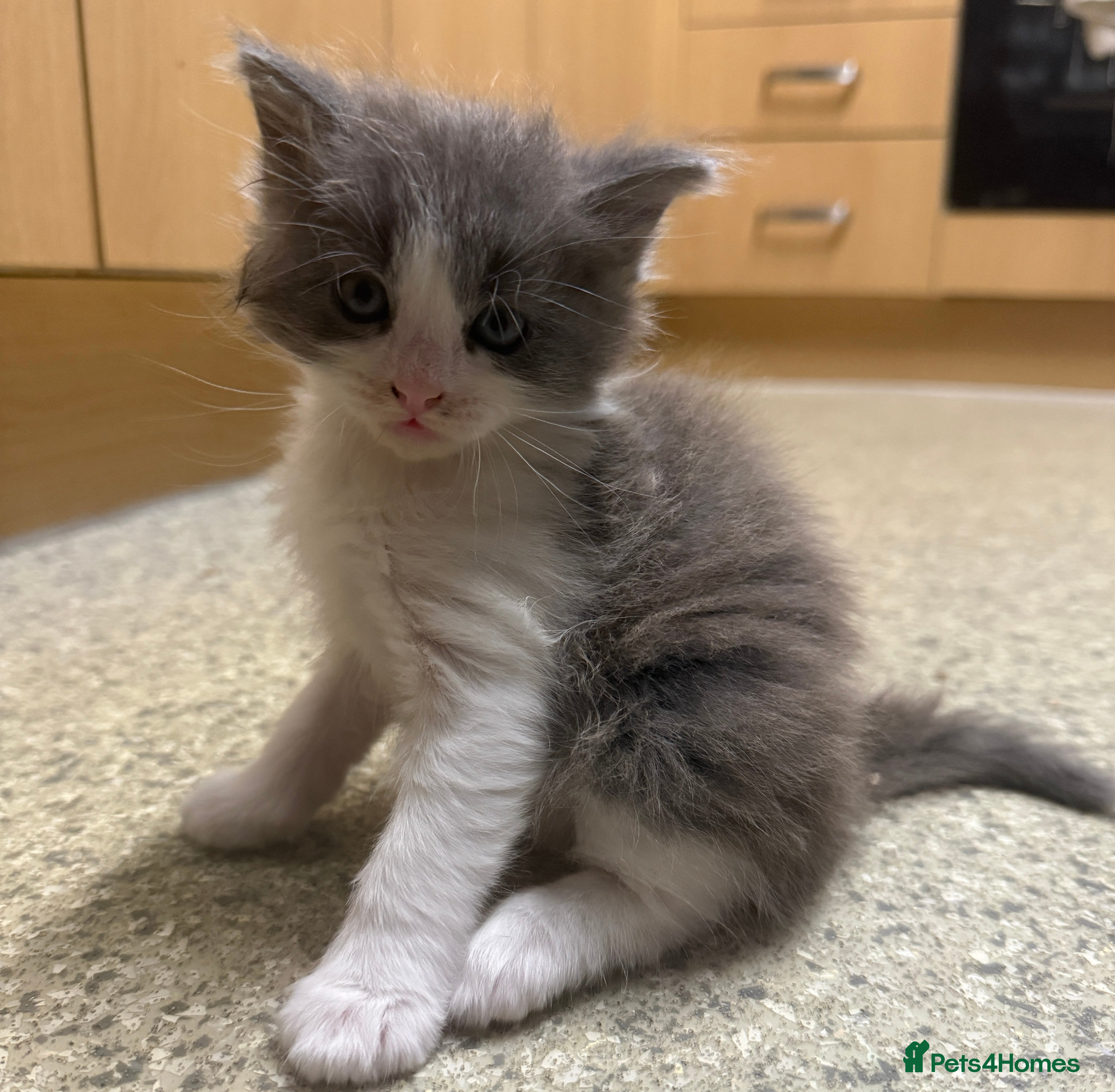 Mixed Breed cats for sale: Mixed Domestic Long Hair Kittens - 2 Girls & 1 Boy - Advert 3