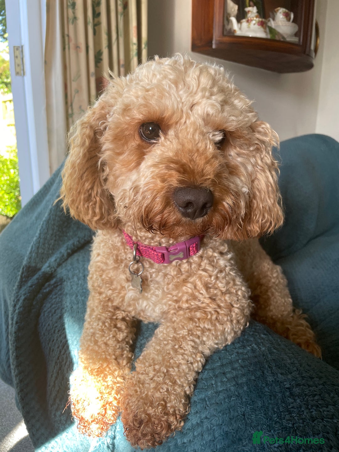 Cavachon dogs for adoption: Cavapoochon - Advert 4