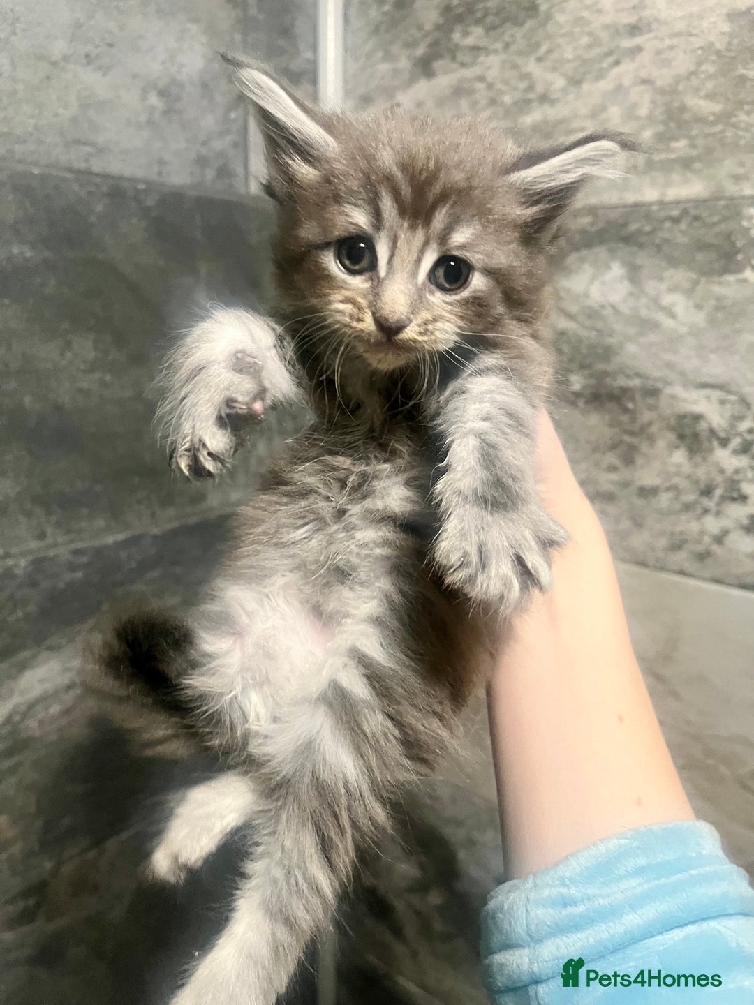 Maine Coon cats for sale: XL Maine coon kittens  - Advert 4
