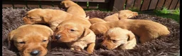 Labrador Retriever dogs for sale: Fox red labrador puppies  - Advert 7
