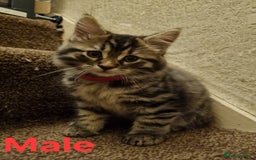 Maine Coon cats for sale: Beautiful fluffy Maine coon cross Kittens - Image 4