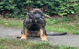 Belgian Shepherd Dog dogs for sale: Working Dutch herder puppy  - Image 3